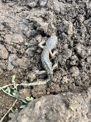 Ambystoma mavortium