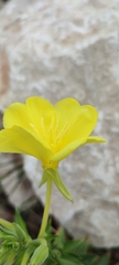 Oenothera macrocarpa