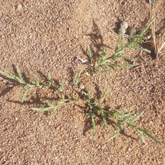 Corispermum orientale