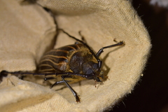 Prionoplus reticularis