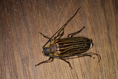 Prionoplus reticularis