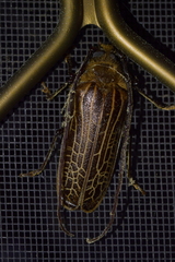 Prionoplus reticularis