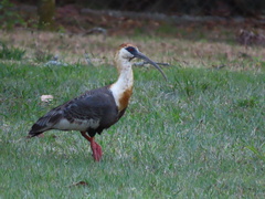 Theristicus caudatus