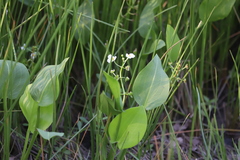 Alismataceae