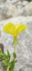 Oenothera macrocarpa