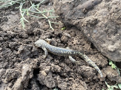 Ambystoma mavortium