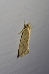 Tingena chloradelpha