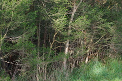 Melaleuca ericifolia