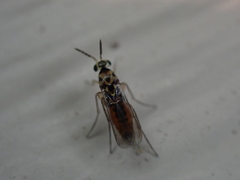 Elasmus