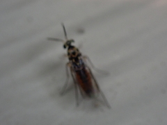 Elasmus