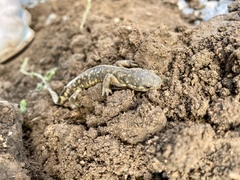 Ambystoma mavortium