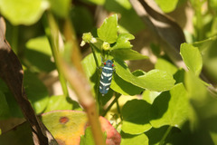 Balacha melanocephala