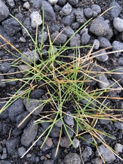 Festuca rubra
