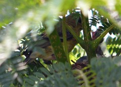 Spinus psaltria