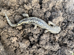 Ambystoma mavortium