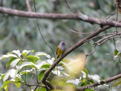 Culicicapa ceylonensis