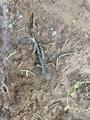 Ambystoma mavortium