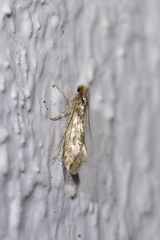Tinea pallescentella