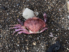 Romaleon antennarium