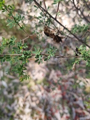Acacia mitchellii