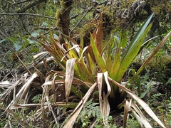 Tillandsioideae