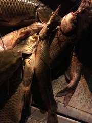 Lepisosteus platostomus