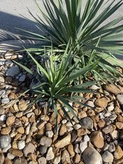 Agave univittata