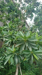 Syzygium polyanthum