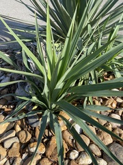 Agave univittata
