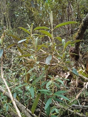 Buddleja