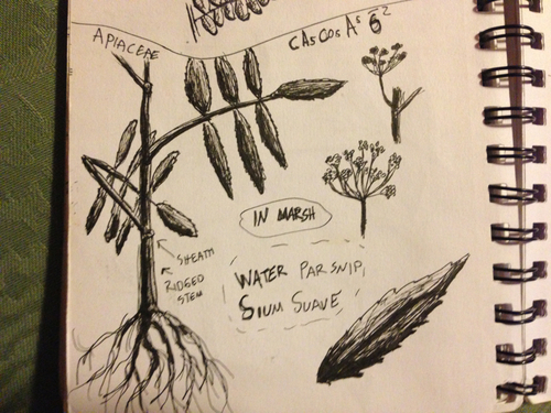 Hemlock waterparsnip (Sium suave)