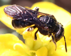 Protandrena aethiops