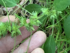 Acalypha