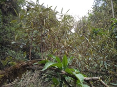 Buddleja
