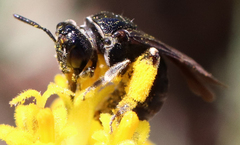 Protandrena aethiops