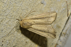 Leucania stenographa