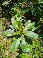 Baccharis latifolia