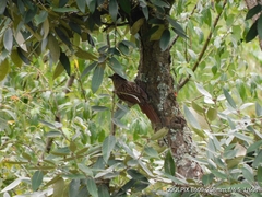 Grammatoptila striata