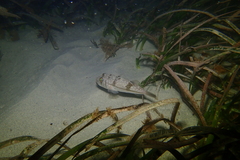 Torquigener pleurogramma