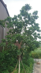 Syzygium polyanthum