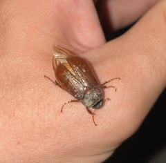 Phyllophaga