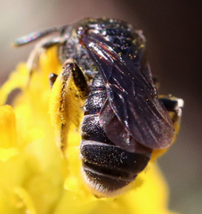 Protandrena aethiops