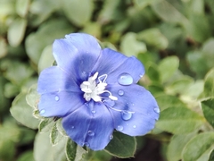 Evolvulus glomeratus