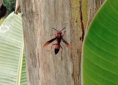 Polistes tenebricosus