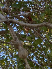 Callirhytis quercussuttoni