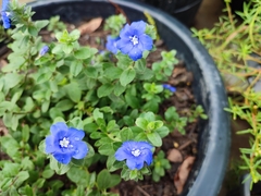 Evolvulus glomeratus