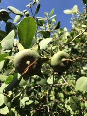 Sonneratia caseolaris