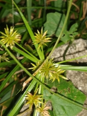 Cyperus croceus