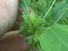 Acalypha