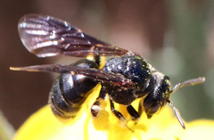 Protandrena aethiops